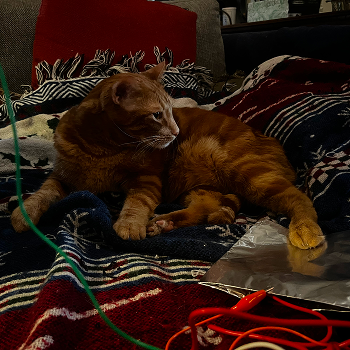 I experimented with using a cat as a button. I used an aluminium pad to connect the cat because I wouldn't just clip him. His fur was too thick for it to work but booping his nose was successful.